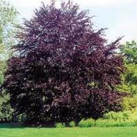 arbre_fagus_syl_purp_tricolor.jpg