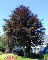 arbre_fagus_syl_purp_tricolor_2.jpg