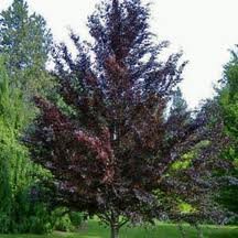 fagus_sylv_riversii.jpg