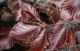 fagus_sylv_riversii_2.jpg