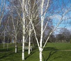 betula_util_jacquemontii.jpg