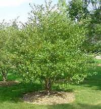 crataegus_crus_galli_inermis_.jpg