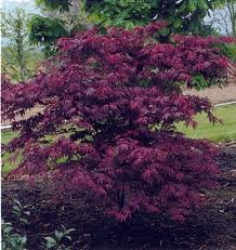 ACER_PALM_ATROPURPUREUM.jpg