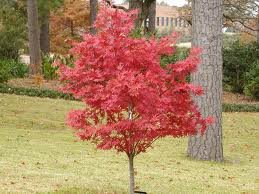 ACER_PALM_ATROPURPUREUM_2.jpg