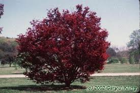 ACER_PALM_BLOODGOOD_2.jpg