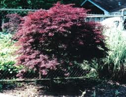 ACER_PALM_CRIMSON_QUEEN_2.jpg