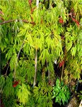 Arbuste_ACER_JAP_GREEN_CASCADE.jpg