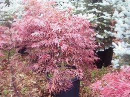 ACER_PALM_DISS_RED_DRAGON.jpg