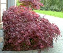 ACER_PALM_DISS_RED_DRAGON_2.jpg
