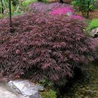ACER_PALM_DISS_SELECT_RED.jpg
