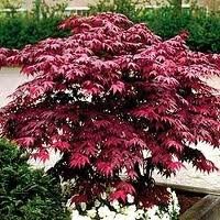 ACER_PALM_EMPEROR_ONE.jpg