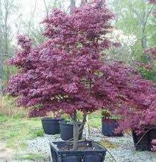 ACER_PALM_FIREGLOW_2.jpg