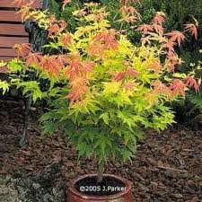 ACER_PALM_ORANGE_DREAM.jpg