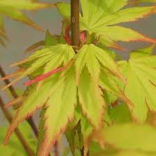 ACER_PALM_ORANGE_DREAM_2.jpg