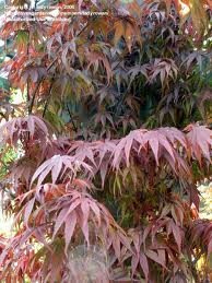 ACER_PALM_PIXIE_2.jpg