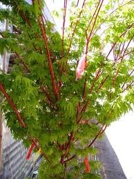 ACER_PALM_SANGO_KAKU_2.jpg