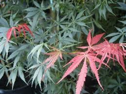 ACER_PALM_SUMINAGASHI_2.jpg