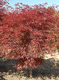 acer_palm_red_spider_2.jpg