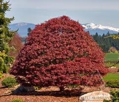 acer_palm_rhode_island_red.jpg