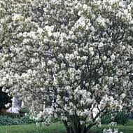 AMELANCHIER_CANADENSIS.png