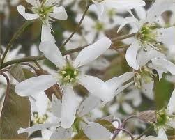 AMELANCHIER_CANADENSIS_2.jpg