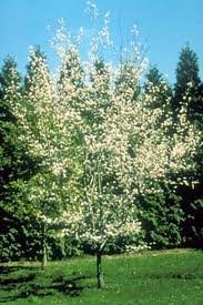 AMELANCHIER_GRAND_AUTUMN_BRILLIANCE.jpg