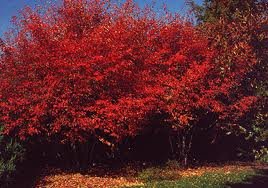 AMELANCHIER_GRAND_AUTUMN_BRILLIANCE_2.jpg