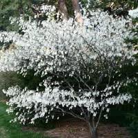 AMELANCHIER_X_GRAND_ROBIN_HILL.jpg