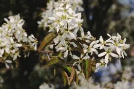 AMELANCHIER_X_GRAND_ROBIN_HILL_2.png