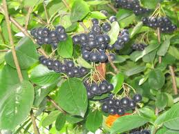 ARONIA_MELANOCARPA.png