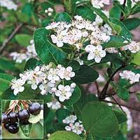 ARONIA_PRUN_VIKING_2.png