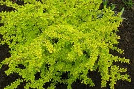 BERBERIS_AUREA_NANA.jpg