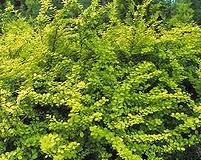 BERBERIS_AUREA_NANA_2.jpg