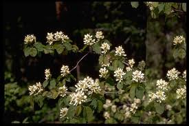 amelanchier_ov_pumila.png