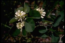 amelanchier_ov_pumila_2.png