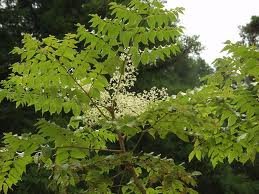 aralia_elata.jpg