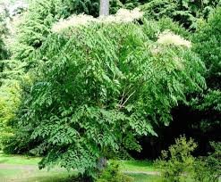 aralia_elata_2.jpg