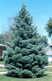 ABIES_CONCOLOR.jpg