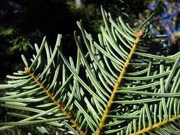 ABIES_CONCOLOR_2.jpg