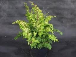 chamaecyparis_obt_fernspray_gold_2.jpg