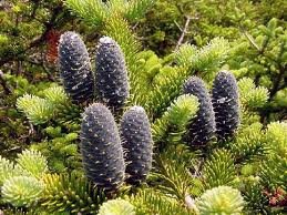 ABIES_BALSAMEC.jpg