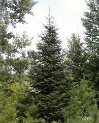 ABIES_BALSAMEC_2.jpg