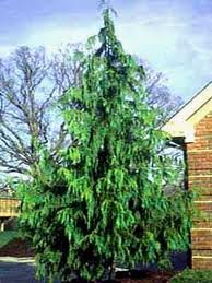 CHAMAECYPARIS_NOOTK_PENDULA_2.jpg