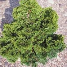 CHAMAECYPARIS_OBTUSA.jpg