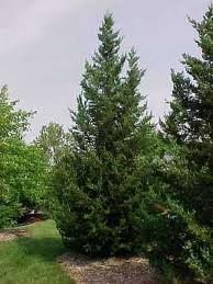 JUNIPERUS-CHIN-FAIRVIEW_1.jpg