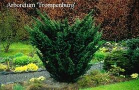 JUNIPERUS_CHIN_BLAAUW.jpg