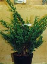 JUNIPERUS_CHIN_BLAAUW_2.jpg