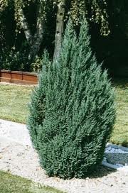 JUNIPERUS_CHIN_BLUE_POINT_2.jpg