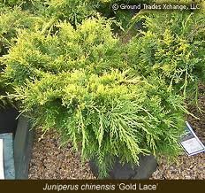 JUNIPERUS_CHIN_GOLD_LACE.jpg