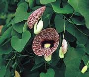 Aristolochia_Durior_2.jpg